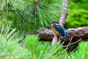 鶴舞公園、カワセミ、7月の夏の花、名古屋市昭和区の観光・撮影スポットの画像と写真