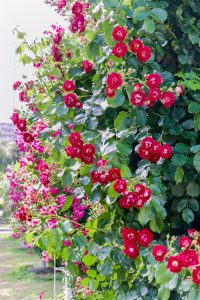 鶴舞公園、バラ園、5月の夏の花、名古屋市北区の観光・撮影スポットの画像と写真