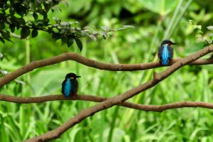 鶴舞公園、カワセミ、7月の夏の花、名古屋市昭和区の観光・撮影スポットの画像と写真
