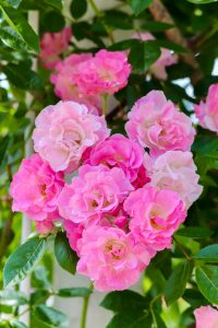 鶴舞公園、バラ園、5月の夏の花、名古屋市北区の観光・撮影スポットの画像と写真