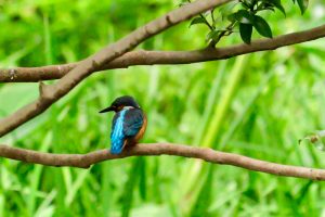 鶴舞公園、カワセミ、7月の夏の花、名古屋市昭和区の観光・撮影スポットの画像と写真