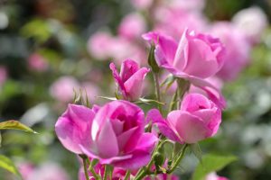 鶴舞公園、バラ園、5月の夏の花、名古屋市北区の観光・撮影スポットの画像と写真
