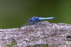 鶴舞公園、トンボ、7月の夏の花、名古屋市昭和区の観光・撮影スポットの画像と写真