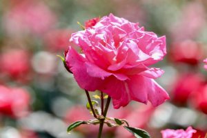 鶴舞公園、バラ園、5月の夏の花、名古屋市北区の観光・撮影スポットの画像と写真