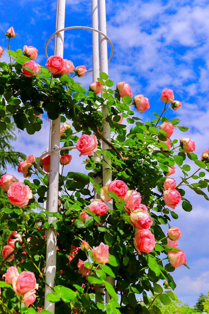 鶴舞公園、バラ園、5月の夏の花、名古屋市北区の観光・撮影スポットの画像と写真