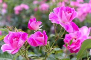鶴舞公園、バラ園、5月の夏の花、名古屋市北区の観光・撮影スポットの画像と写真