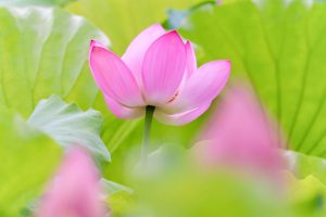 鶴舞公園、ハス、7月の夏の花、名古屋市昭和区の観光・撮影スポットの画像と写真
