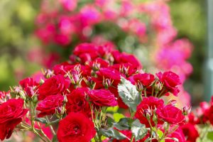 鶴舞公園、バラ園、5月の夏の花、名古屋市北区の観光・撮影スポットの画像と写真