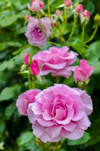 鶴舞公園、バラ園、5月の夏の花、名古屋市北区の観光・撮影スポットの画像と写真