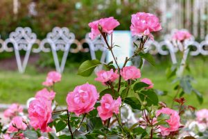 鶴舞公園、バラ園、5月の夏の花、名古屋市北区の観光・撮影スポットの画像と写真