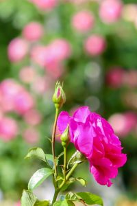 鶴舞公園、バラ園、5月の夏の花、名古屋市北区の観光・撮影スポットの画像と写真