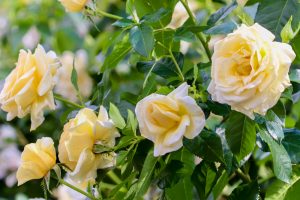 鶴舞公園、バラ園、5月の夏の花、名古屋市北区の観光・撮影スポットの画像と写真