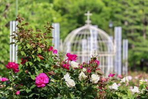 鶴舞公園、バラ園、5月の夏の花、名古屋市北区の観光・撮影スポットの画像と写真