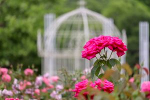 鶴舞公園、バラ園、5月の夏の花、名古屋市北区の観光・撮影スポットの画像と写真