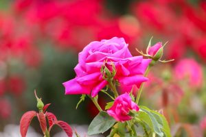鶴舞公園、バラ園、5月の夏の花、名古屋市北区の観光・撮影スポットの画像と写真