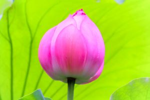 鶴舞公園、ハス、7月の夏の花、名古屋市昭和区の観光・撮影スポットの画像と写真