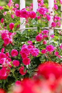 鶴舞公園、バラ園、5月の夏の花、名古屋市北区の観光・撮影スポットの画像と写真
