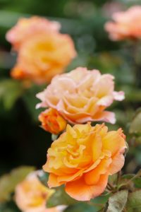 鶴舞公園、バラ園、5月の夏の花、名古屋市北区の観光・撮影スポットの画像と写真