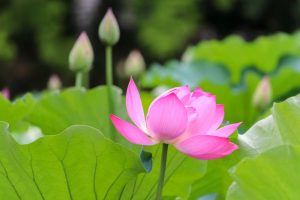 鶴舞公園、ハス、7月の夏の花、名古屋市昭和区の観光・撮影スポットの画像と写真