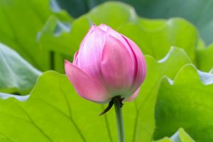 鶴舞公園、ハス、7月の夏の花、名古屋市昭和区の観光・撮影スポットの画像と写真