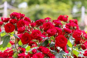 鶴舞公園、バラ園、5月の夏の花、名古屋市北区の観光・撮影スポットの画像と写真