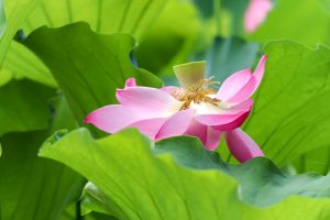 鶴舞公園、ハス、7月の夏の花、名古屋市昭和区の観光・撮影スポットの画像と写真