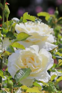 鶴舞公園、バラ園、5月の夏の花、名古屋市北区の観光・撮影スポットの画像と写真