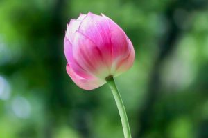 鶴舞公園、ハス、7月の夏の花、名古屋市昭和区の観光・撮影スポットの画像と写真