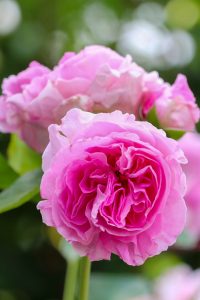 鶴舞公園、バラ園、5月の夏の花、名古屋市北区の観光・撮影スポットの画像と写真
