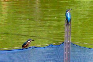 鶴舞公園、カワセミ、7月の夏の花、名古屋市昭和区の観光・撮影スポットの画像と写真