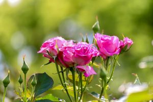 鶴舞公園、バラ園、5月の夏の花、名古屋市北区の観光・撮影スポットの画像と写真