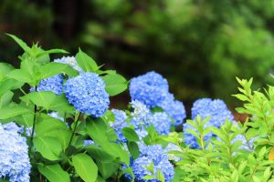あじさい、鶴舞公園、6月の夏の花、名古屋市昭和区の観光・撮影スポットの画像と写真