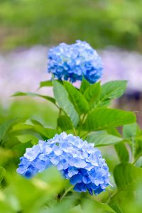 あじさい、鶴舞公園、6月の夏の花、名古屋市昭和区の観光・撮影スポットの画像と写真