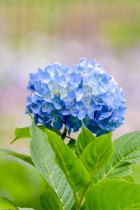 あじさい、鶴舞公園、6月の夏の花、名古屋市昭和区の観光・撮影スポットの画像と写真