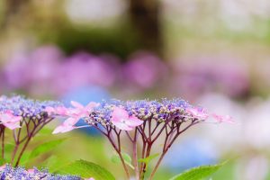 あじさい、鶴舞公園、6月の夏の花、名古屋市昭和区の観光・撮影スポットの画像と写真