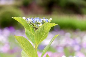 あじさい、鶴舞公園、6月の夏の花、名古屋市昭和区の観光・撮影スポットの画像と写真