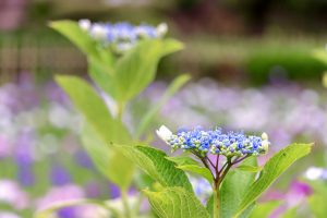 あじさい、鶴舞公園、6月の夏の花、名古屋市昭和区の観光・撮影スポットの画像と写真