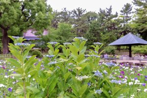 あじさい、鶴舞公園、6月の夏の花、名古屋市昭和区の観光・撮影スポットの画像と写真