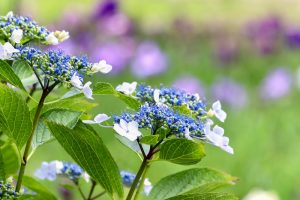 あじさい、鶴舞公園、6月の夏の花、名古屋市昭和区の観光・撮影スポットの画像と写真