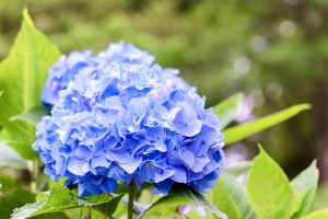 あじさい、鶴舞公園、6月の夏の花、名古屋市昭和区の観光・撮影スポットの画像と写真