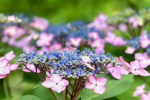 あじさい、鶴舞公園、6月の夏の花、名古屋市昭和区の観光・撮影スポットの画像と写真