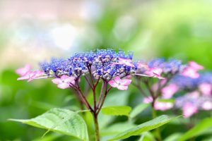あじさい、鶴舞公園、6月の夏の花、名古屋市昭和区の観光・撮影スポットの画像と写真