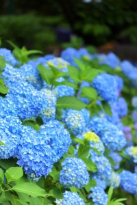 あじさい、鶴舞公園、6月の夏の花、名古屋市昭和区の観光・撮影スポットの画像と写真