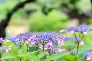 あじさい、鶴舞公園、6月の夏の花、名古屋市昭和区の観光・撮影スポットの画像と写真
