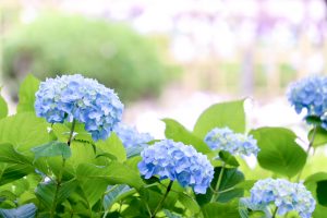 あじさい、鶴舞公園、6月の夏の花、名古屋市昭和区の観光・撮影スポットの画像と写真
