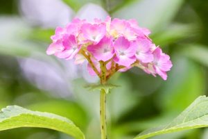 あじさい、鶴舞公園、6月の夏の花、名古屋市昭和区の観光・撮影スポットの画像と写真