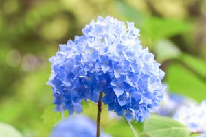 あじさい、鶴舞公園、6月の夏の花、名古屋市昭和区の観光・撮影スポットの画像と写真