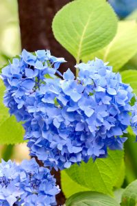 あじさい、鶴舞公園、6月の夏の花、名古屋市昭和区の観光・撮影スポットの画像と写真