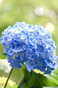 あじさい、鶴舞公園、6月の夏の花、名古屋市昭和区の観光・撮影スポットの画像と写真