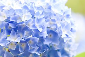 あじさい、鶴舞公園、6月の夏の花、名古屋市昭和区の観光・撮影スポットの画像と写真